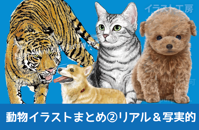 動物イラスト　　リアルタッチ　写実的　虎　猫　アメショ　トイプードル　コーギー　犬　イラスト制作