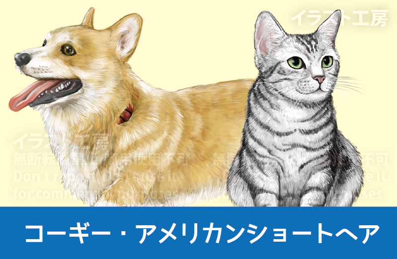 リアルタッチ 動物イラスト制作 イラスト制作　犬　コーギー　猫　アメショ　アメリカンショートヘア