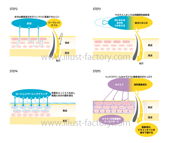 お肌の断面図 説明イラスト 美容 医療系 お仕事紹介 質問解決ブログ イラスト制作の株式会社アット