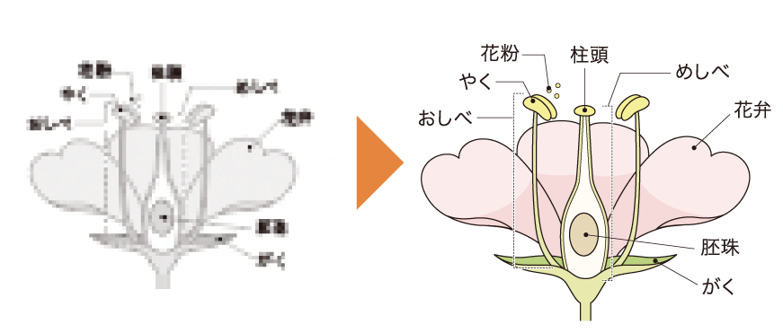 粗い図解を鮮明にトレース、着彩